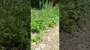третье видео моей велопрогулки