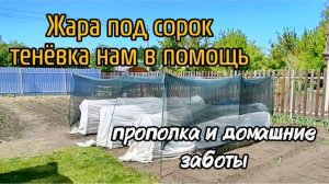 Жара под сорок, тенёвка нам в помощь. Прополка и домашние заботы.