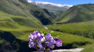 Первые дни лета в горах Дагестана. Укуз (Уккуд)