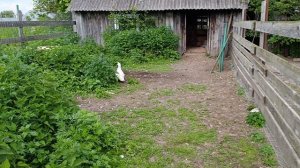 Вся деревня сегодня работает и только я пасу уток 🦆 и набираюсь энергией 🤠