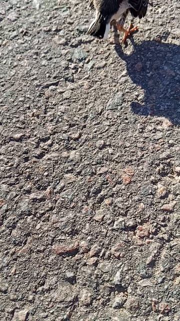 Поймали птенчиков смотреть онлайн