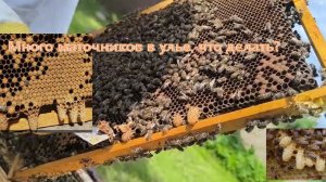 Удаляем маточники в улье, предотвращаем роение пчел. Пчёлы, пчеловодство.