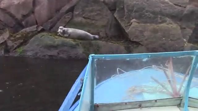 СЪЕЗДИЛ В МАГАЗИН ИЗ КОЛЬЕВ ЖИВОЙ РЫБЫ! ВЗЯЛ ПОЛ РАКОВИНЫ РЫБЫ! СЕВЕРНАЯ РЫБА!