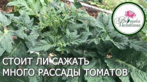 КАК УВЕЛИЧИТЬ УРОЖАЙ ТОМАТОВ
