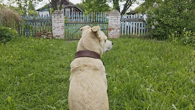 Собака смотрит на забор смотреть онлайн