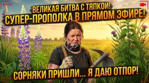 Порядок за час: огородный стрим в реальном времени