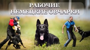 Рабочие Немецкие овчарки
