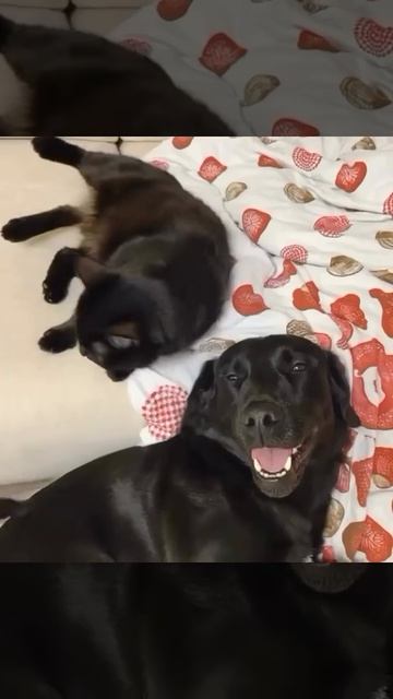 Котопёс смотреть онлайн