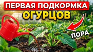 ПЕРВАЯ ПОДКОРМКА ОГУРЦОВ — ошибка, из-за которой КОРНИ СГОРАЮТ за 1 день!