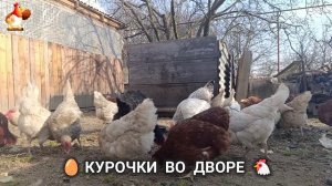 Забавные курочки несушки во дворе очень счастливы 🥚😂🐥 (16)