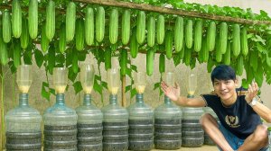 Используйте старые пластиковые бутылки для выращивания огурцов и других сочных фруктов