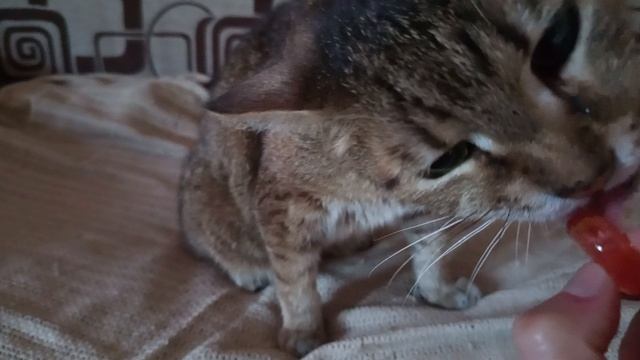 Клубничный 🍓леденец 🍭 Тима, Моня и Тоша 🐱🐈⬛🐱
