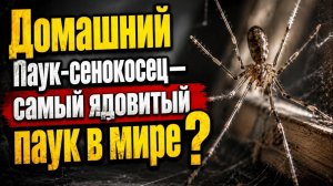 Домашний Паук сенокосец — самый ядовитый паук в мире?