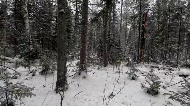 Охота на МЕДВЕДЯ, на берлоге. смотреть онлайн