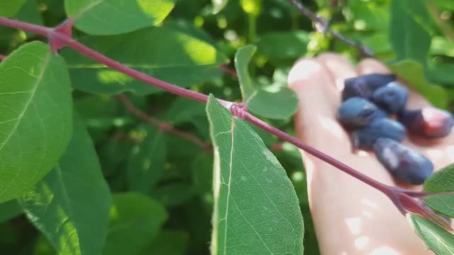 Про стройку, колючие растения и огородные дела. смотреть онлайн