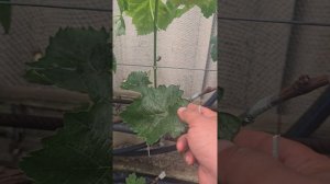 Важное!После прививок винограда..