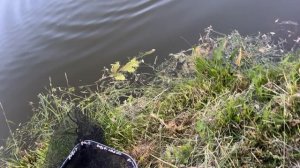 Карп на селедку