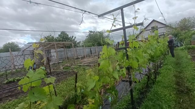 НА ТРЕНЬКЕ. КВАС. ВАТРУШКА. ПОГОДА ЗА ОДИН ДЕНЬ. смотреть онлайн