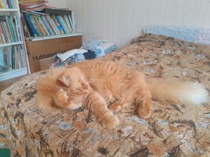 Мой кот Персик