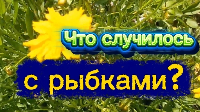 Что случилось с рыбками!?У Игоря красота! Дешёвая аптека.. смотреть онлайн