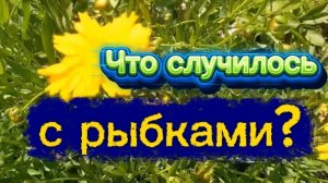 Что случилось с рыбками!?У Игоря красота! Дешёвая аптека..