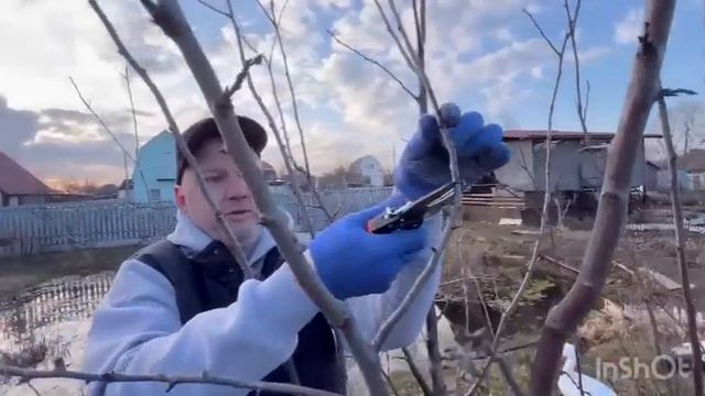 Как обрезать сливу. Первый, второй и третий год.