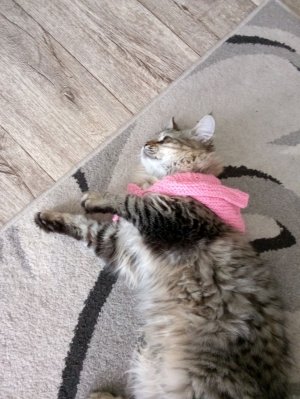 у нас котёнок