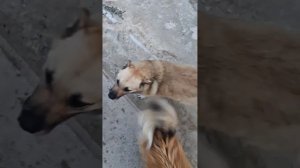 Небольшой обзор приюта