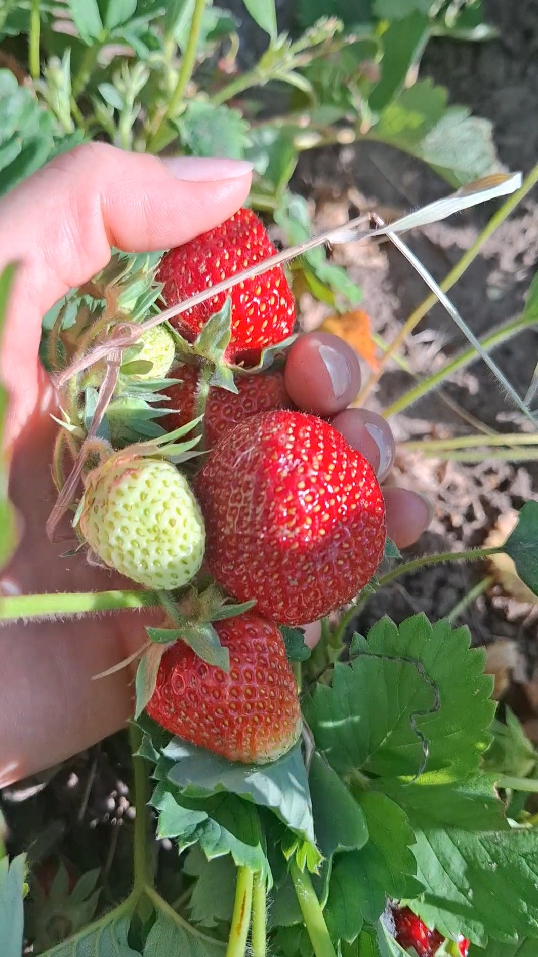 Кому клубнику?? Рай прямо у дома🍓Поцелуй лета: урожай клубники в самом разгаре❤️#клубника #ягода #л