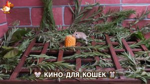 Видео для кошек про крысок развлекать питомцев 🐭🐀😂 (551)