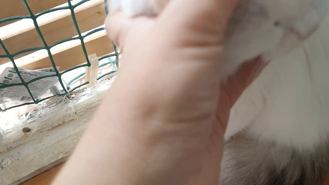 🤗БЕЛАЯ КОШЕЧКА СОНЯ😽😽😽💋 смотреть онлайн
