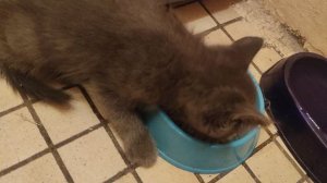 С каким аппетитом он  кот 🐱 ест нуждаетс в добрых руках....
