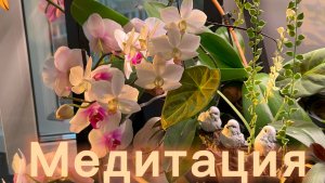 УХАЖИВАЮ за своими РАСТЕНИЯМИ 🌸🌱💦 Меняю мох у орхидей и сажаю хойи✅ #орхидеи