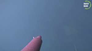 Подводная охота. Белый Амур