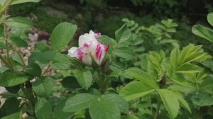 Укореняю гортензии, результат 100%! Удобряю розы, гортензии! 🌹