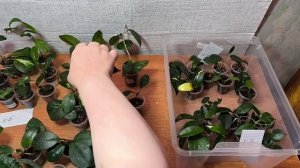 Хойи наборами . Излишки.