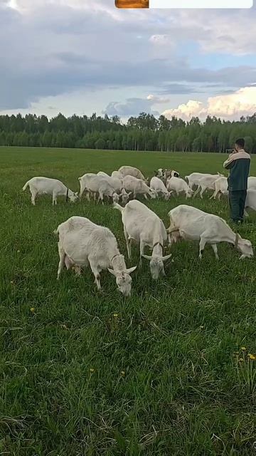 Операция "Сочная трава"☘️🌱🌿