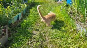 Солнца лучик играет с мышкой!