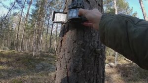 Проверка и перестановка фотоловушек. Последний подход к токующему глухарю в этом сезоне | 02.05.2026