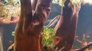 Дизайн под водой - любимое дело!