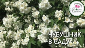 Чубушник в саду