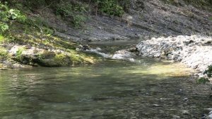 В лесу Якорная Щель г. Сочи