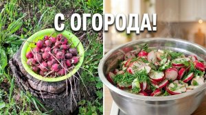 Свой урожай всегда вкуснее: простой рецепт салата из редиса