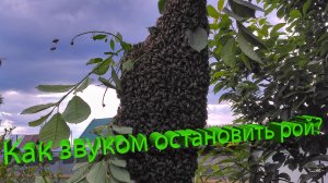 Остановить рой звуком: работает или нет? Отвечает профессор Кашковский 🐝🔊