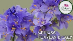 Синюха голубая - растение для влажного сада