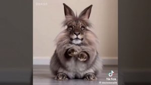 черемша