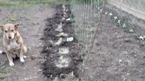 Высадила огурцы в грунт.Всем спасибо за поддержку. 06-06-2026
