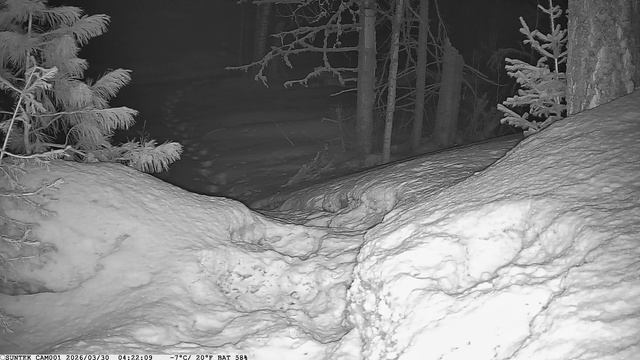 Видео от Красноярская тайга. Фотоловушки