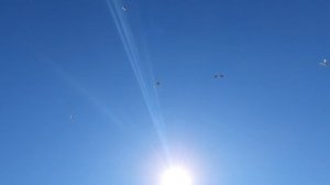 06.06.26 г. Андижанская порода голубей (1)