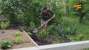 РАБОТАЕМ НА КЛУМБЕ И ВЫРАСТИМ КРАСИВЫЕ ЦВЕТЫ
